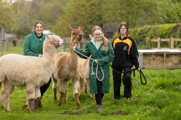 Three female students tending to alpacas.