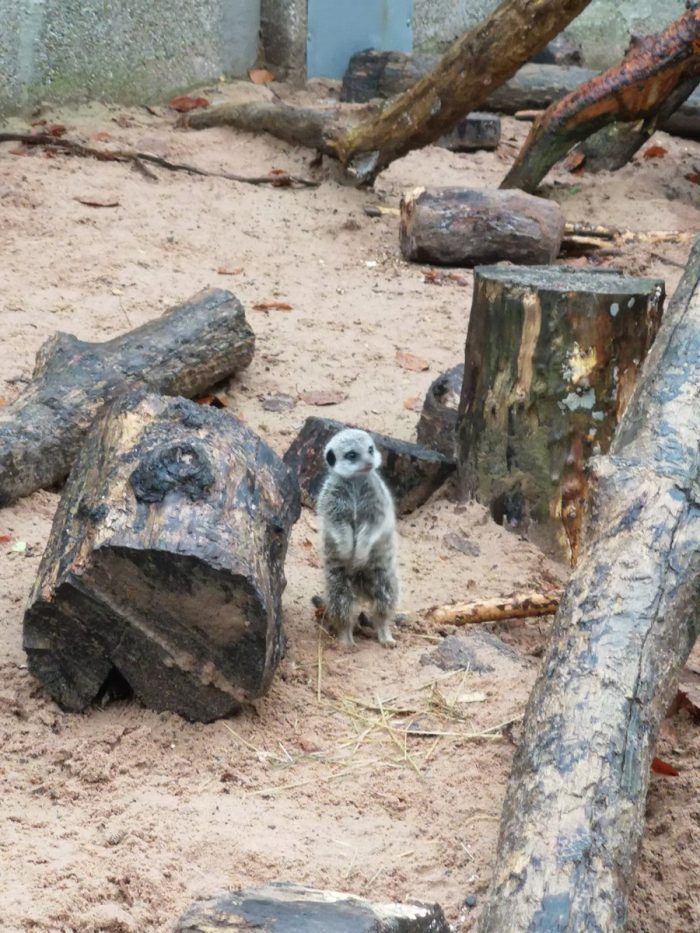 Meerkat stood next to a log.