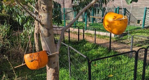 Pumpkins hanging from a tree.